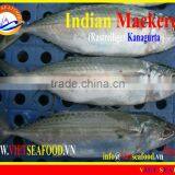 FROZEN INDIAN MACKEREL thumbnail-1