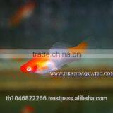Santa Swordtail Fish Farm - Tropical Fish For Sale thumbnail-3