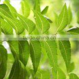 Neem Oil thumbnail-3