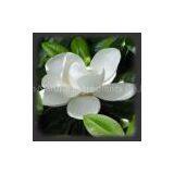 Honokiol thumbnail-1