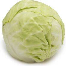 Fresh cabbage hot sale with best quality