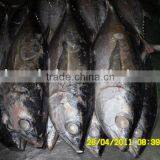 Frozen Bonito Tuna Fish