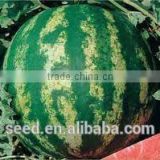 Watermelon No.1 Oval crimson sweet watermelon seeds