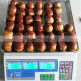 Bulk High Quality Fresh Green Dandong Chestnuts for Sale thumbnail-5