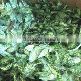 Silk Evergreen Leaves Bush Green and Yellow