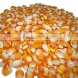 YELLOW CORN_ANIMAL FEED thumbnail-1