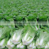 CHINESE FRESH GREEN CABBAGE FLAT TYPE LONG SHAPE thumbnail-3