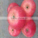 Red Delicious Fresh Qinguan Apple thumbnail-4