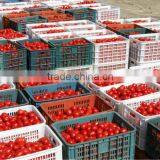 Hot Sun Dried Tomatoes Supplier Prices thumbnail-2