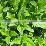 Mentha Oil from India