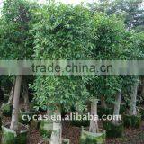 Ficus Nitida