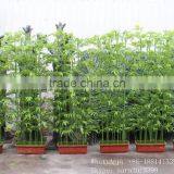 SJ13001218 Factory Outlet Thin Bamboo Stick Fence Artificial Bamboo Pole thumbnail-1