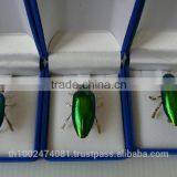 Brooch 2014 thumbnail-3