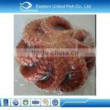 Chinese Sea Wholesale Health Frozen Octopus Whole Round thumbnail-1