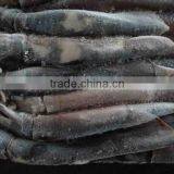 Frozen Argentina Squid With Different Specification thumbnail-1