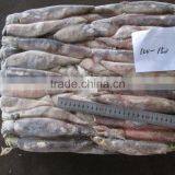 Natural Sea Frozen Illex Squid thumbnail-3