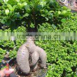 Ginseng Ficus 250g thumbnail-1