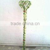 Lucky Bamboo Dracaena Sanderiana Heart Shape thumbnail-1
