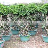 Ficus Bottle Shape Potted thumbnail-1