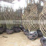 Lagerstroemia Indica 1.7m Trunk Height D5-6cm Flower Season thumbnail-4