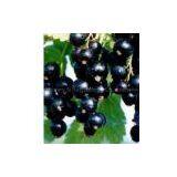 Black Currant Processing Production Line Equipment, thumbnail-1