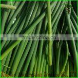 (FRESH) Young Garlic Shoot thumbnail-3