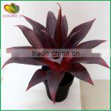 Mini Yucca Plant Bonsai Tree for Home Decoration thumbnail-4