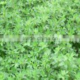 High Yield Grass Seeds for Sale thumbnail-3