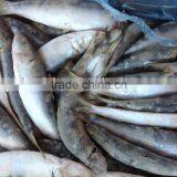 Wholesale Products WR Frozen Sardine 20-25pcs/kg With High Quality thumbnail-2