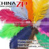 ZPDECOR No.1 Supplier in China Size From 6''-8'' Factory Exporting Popular Dyed MIx Colors Ostrich Feathers Plume for Decoration thumbnail-2