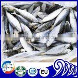 New Landing Frozen Round Scad Small Eye Horse Mackerel For Tuna Bait thumbnail-1