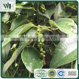 Kampot Strong Flavor Well Treated Black Pepper 550GL thumbnail-4