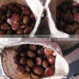 Chinese Chestnut thumbnail-5