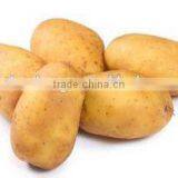 Low Price Fresh Holland Potato