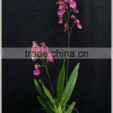 Live Oncidium Orchid Plant thumbnail-1