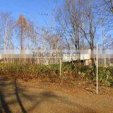 St Moritz Land J thumbnail-1