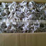 Bird Nest thumbnail-2