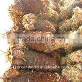 Cycas Revoluta Bare Root thumbnail-1