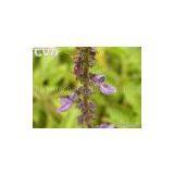Coleus Forskolin P.E. Forskolin(rossonl@huacheng-biotech.com) thumbnail-2
