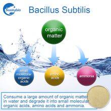 Bacillus Subtilis thumbnail-3