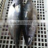 1kg-2kg Frozen Bonito