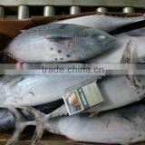 300-500g Frozen Bonito