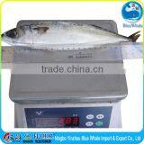Whole Round Pacific African Scomber Mackerel on Sale