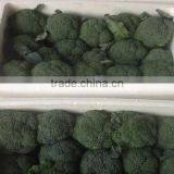Fresh Broccoli/green Broccoli for Export thumbnail-4