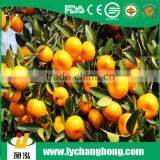 Fresh Chinese Nanfeng honey Baby Mandarin Orange from China Fruit Exporter
