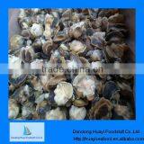 Supply new season fresh moon snail meat