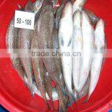 LIZARD FISH thumbnail-1