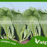 High Yield F1 Hybrid Choisum Seeds VGCS03/ Vegetable seeds