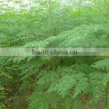 Bulk Moringa Leaf Powder Price ( Skype: Liu.diana 79, Whatsapp: +861502902563) thumbnail-2