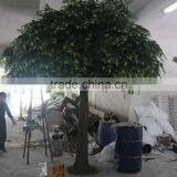 Hot Sale Artificial Ficus Tree in Factory Price thumbnail-4